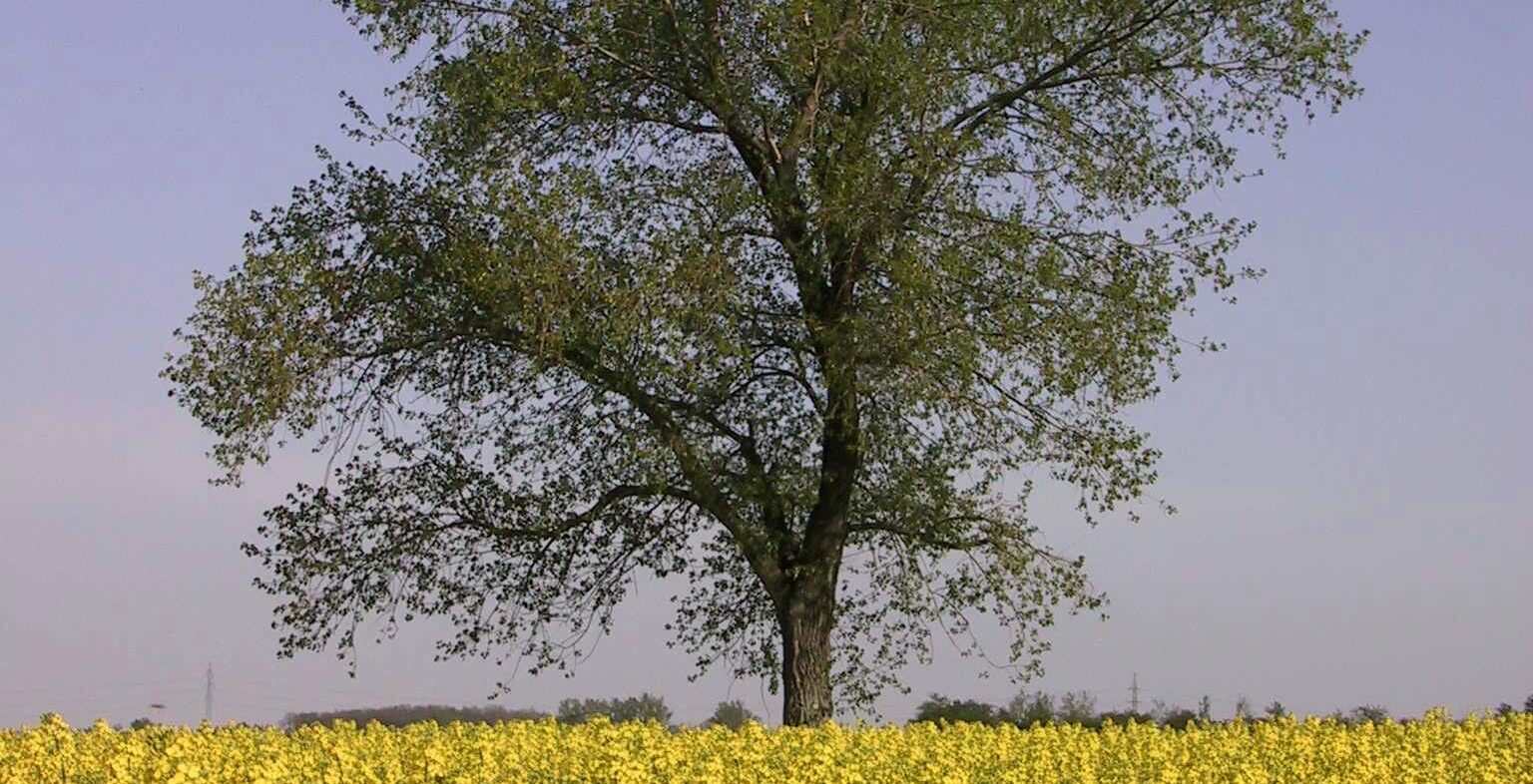 ÖKB - Market Study on Agro-Industrial Supply Chains in Vojvodina, Serbia