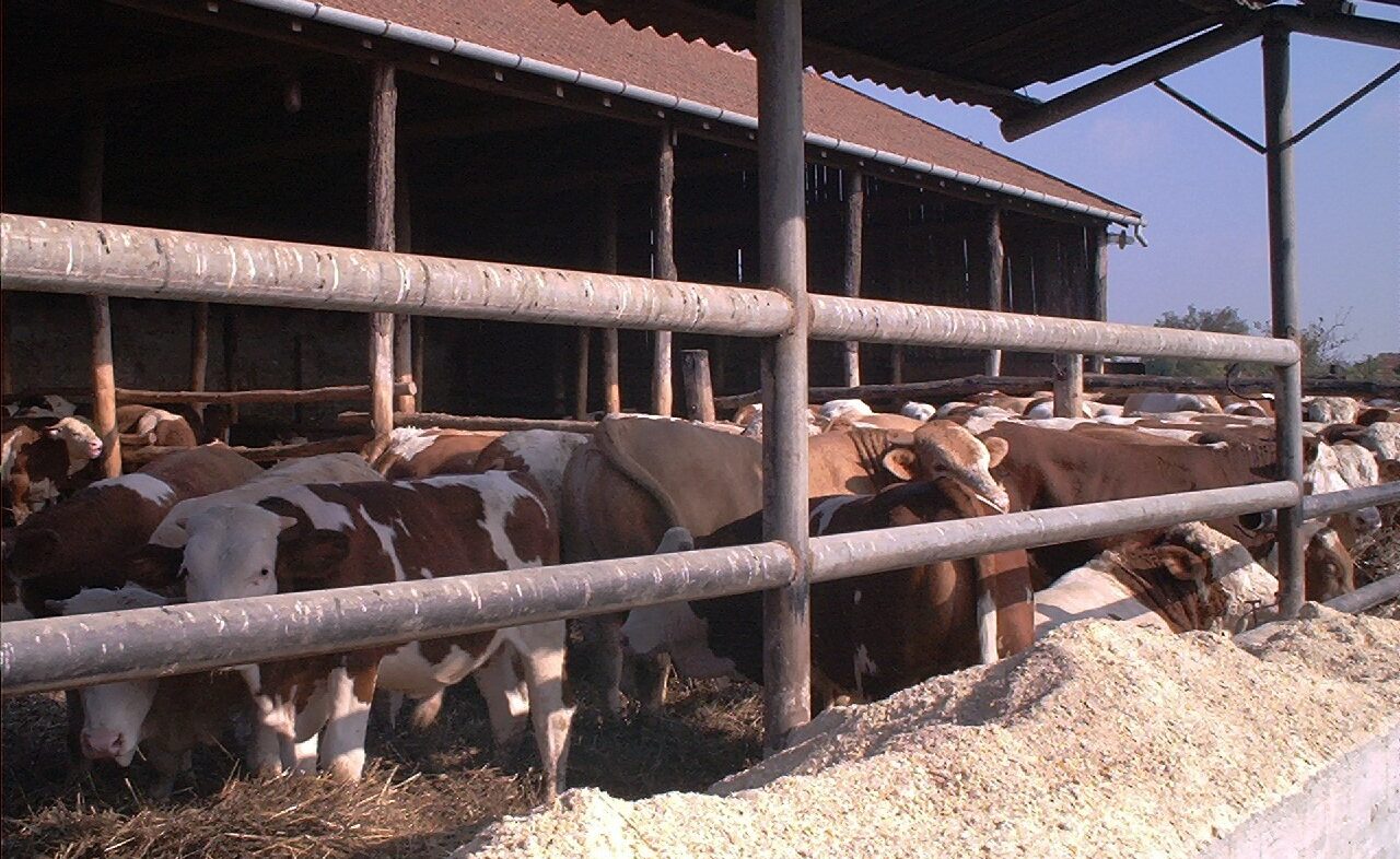 ÖKB - Market Study on Agro-Industrial Supply Chains in Vojvodina, Serbia